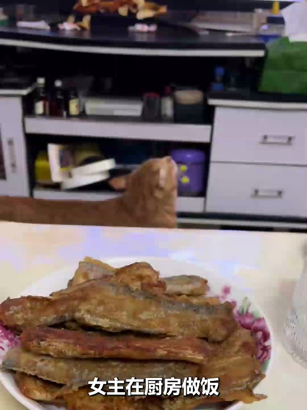 斗鸡眼猫咪找鱼吃