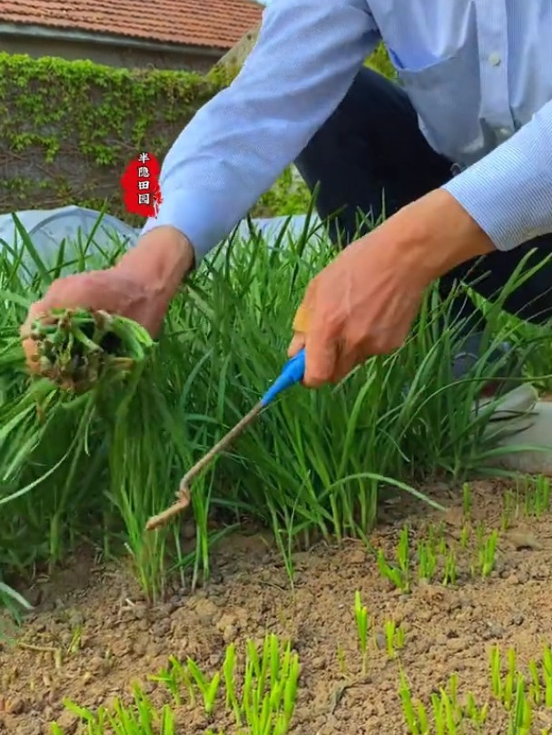 想吃好韭菜,现在就种这个独根红韭菜根,韭菜根就在左下角