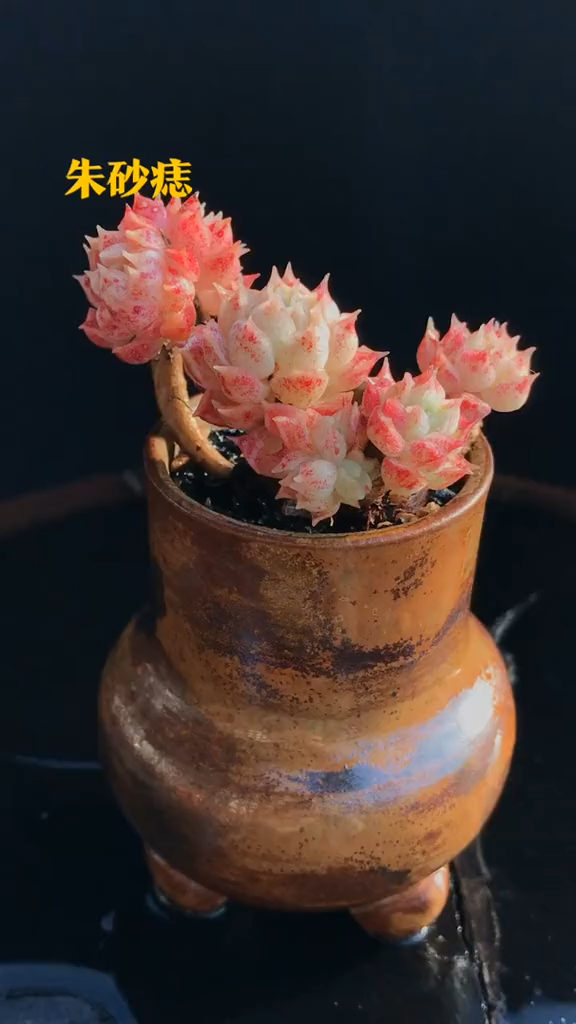 多肉植物,朱砂痣