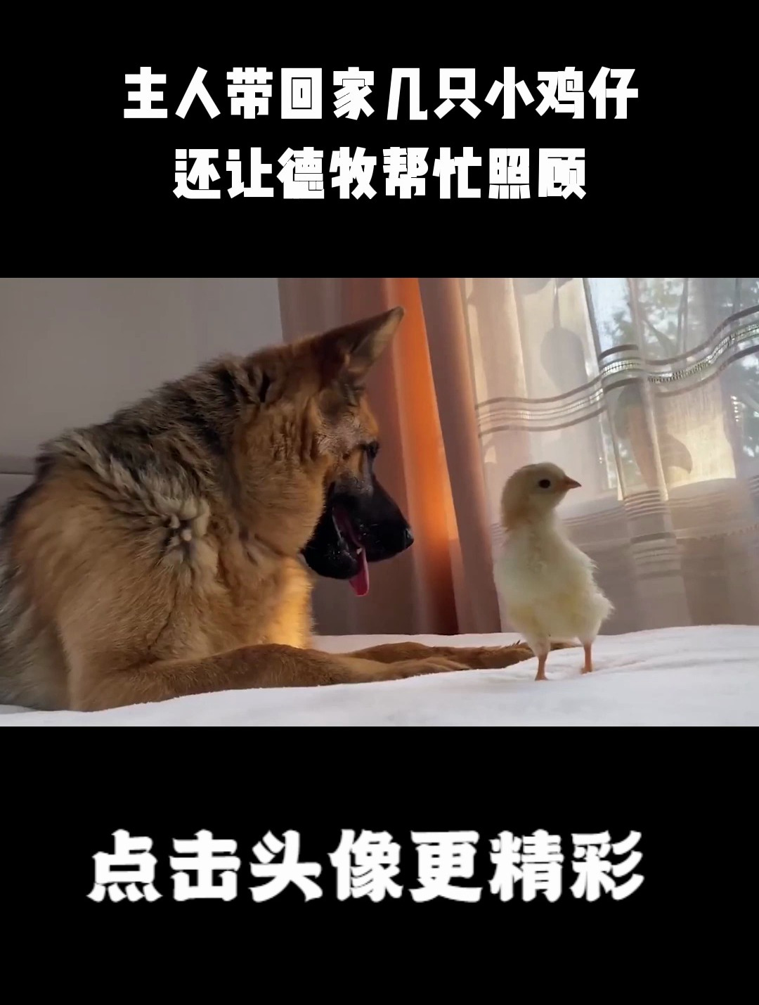 主人带回家几只小鸡仔,还让德牧帮忙照顾,结局太搞笑了