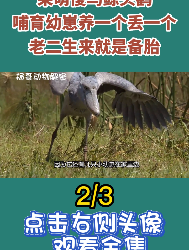 呆萌傻鸟鲸头鹳,哺育幼崽养一个丢一个,老二生来就是备胎2