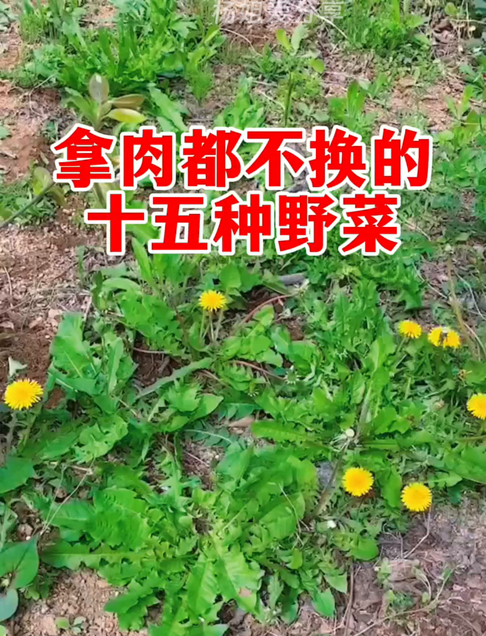 这十五种野菜,给肉都不换!