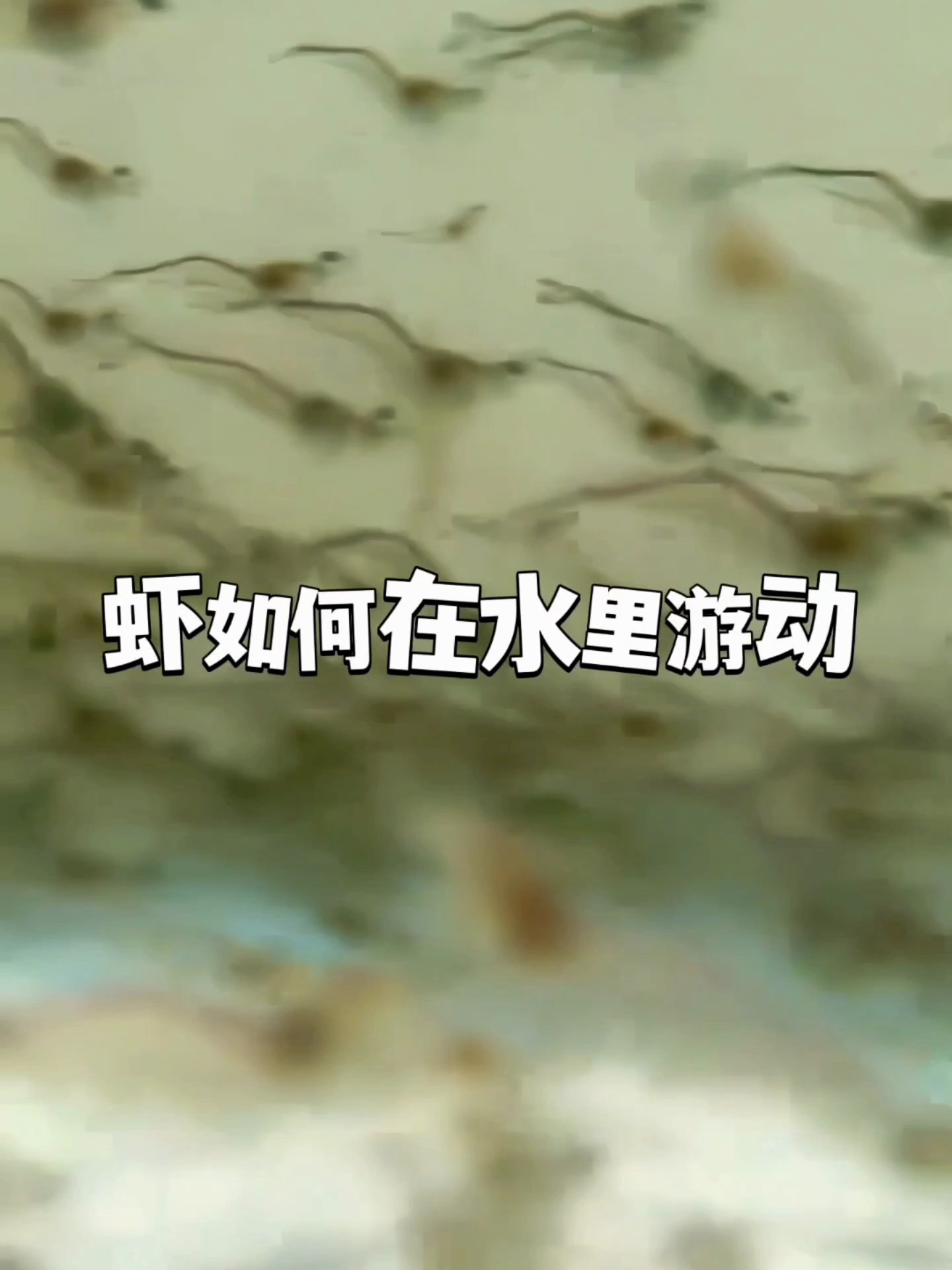 虾在水里是如何游动的?今天一个视频,就跟你揭露!