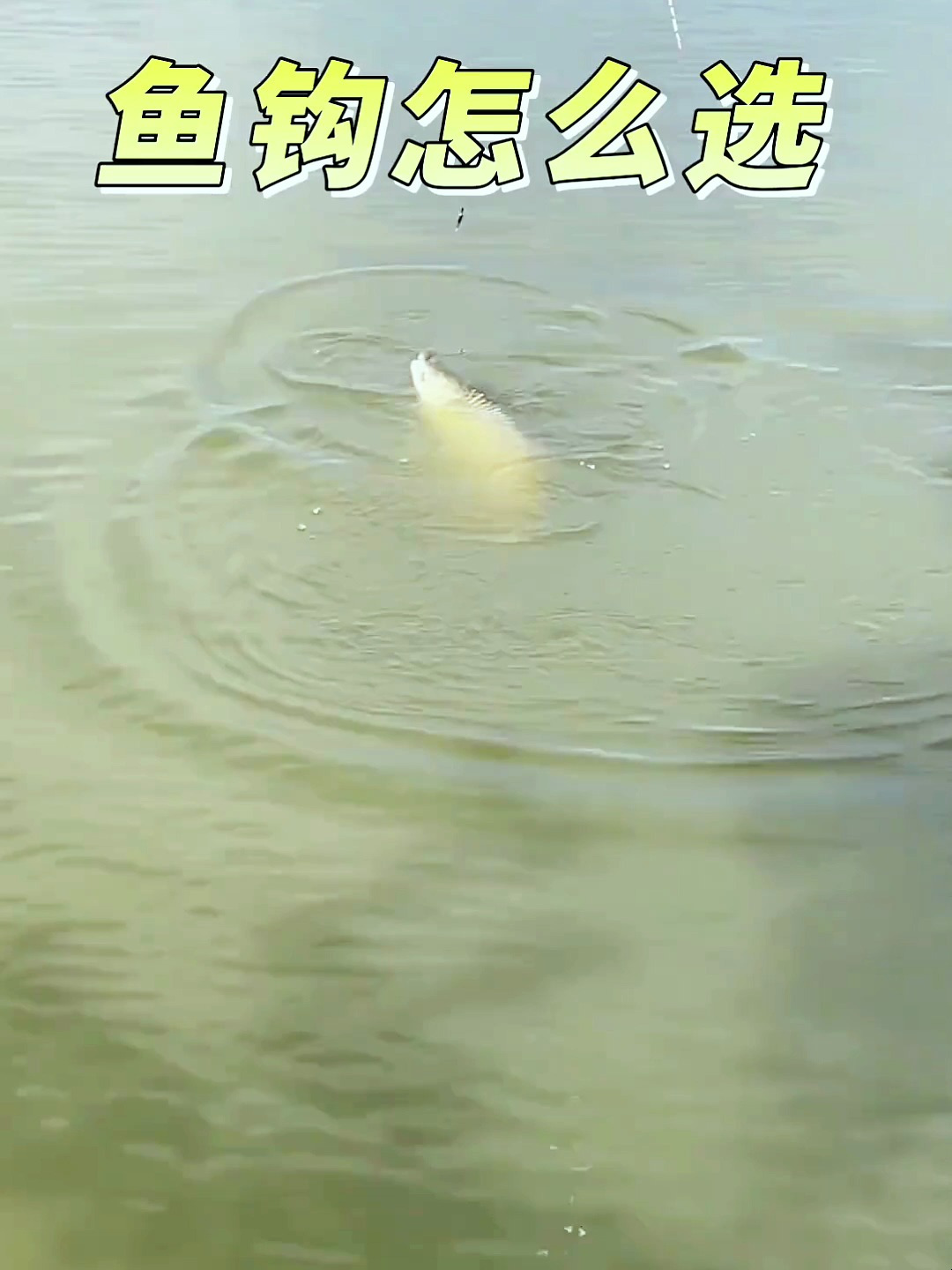 鱼钩怎么选?来看看吧