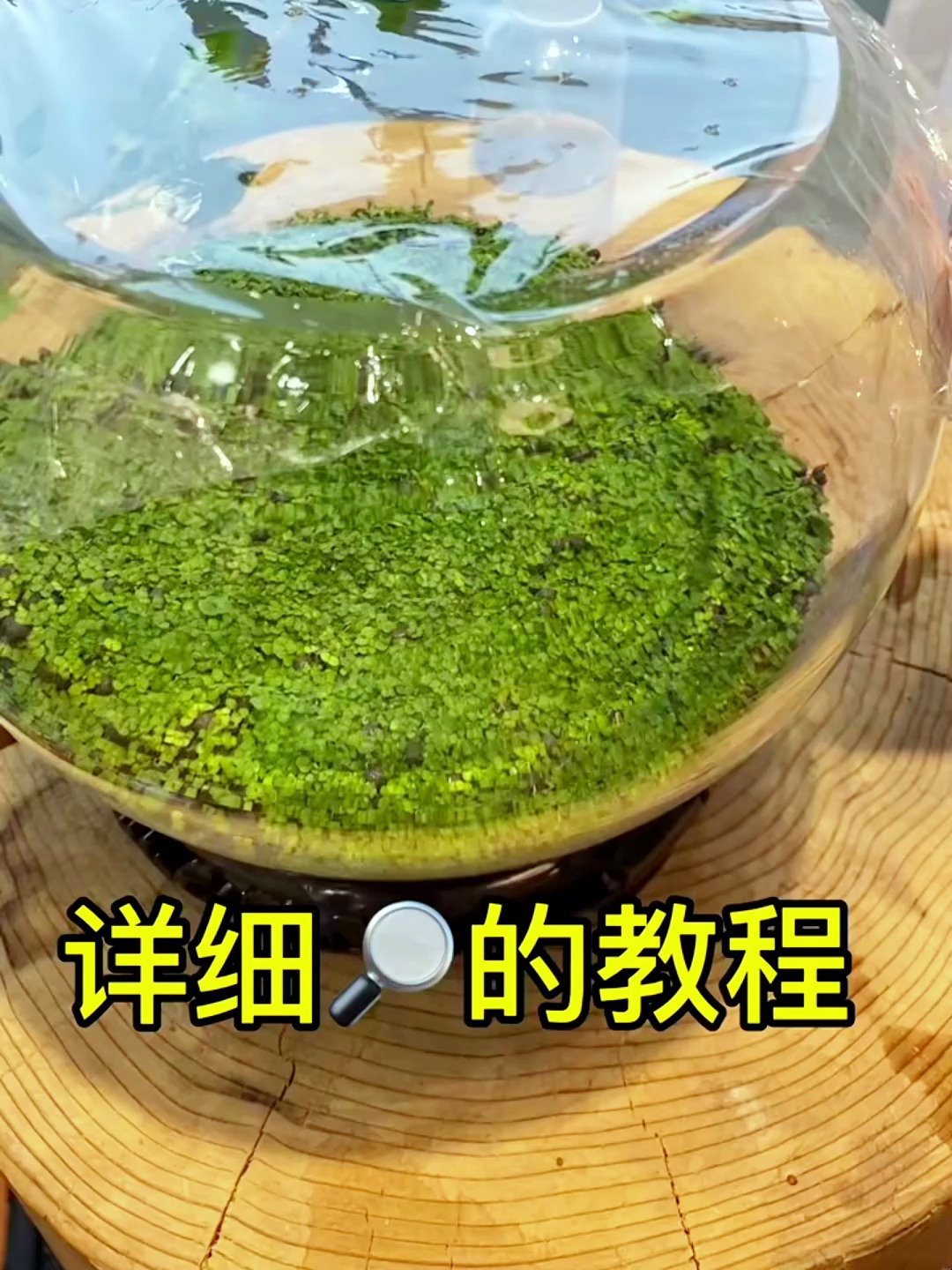 家里闲置的鱼缸原来还可以制作得这么美?涨知识了!