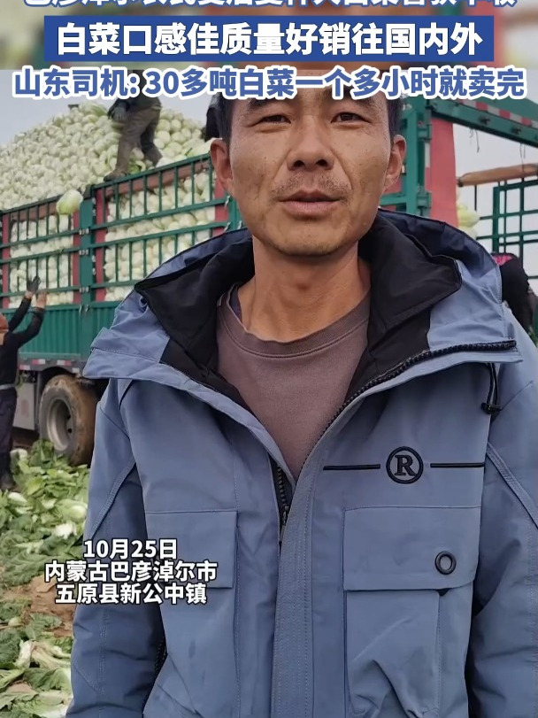 巴彦淖尔农民麦后复种大白菜喜获丰收白菜口感佳质量好销往国内外