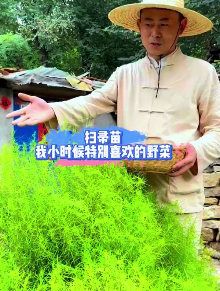 扫帚苗,这可是我小时候特别喜欢的一种野菜,您小时候吃过吗