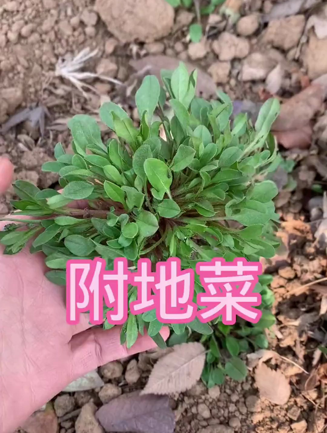 附地菜,你见过吗?