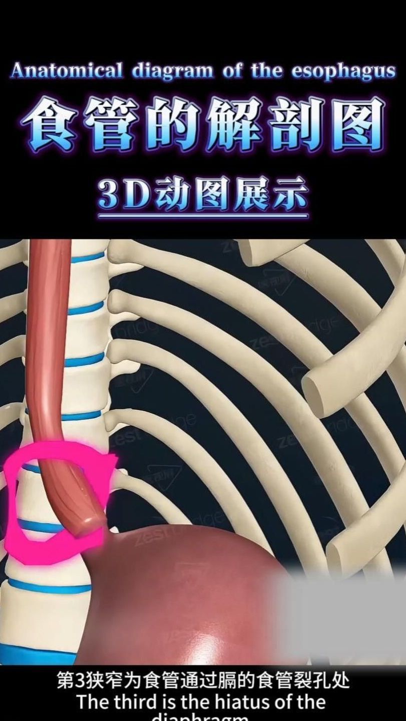 关于食管的解剖图解
