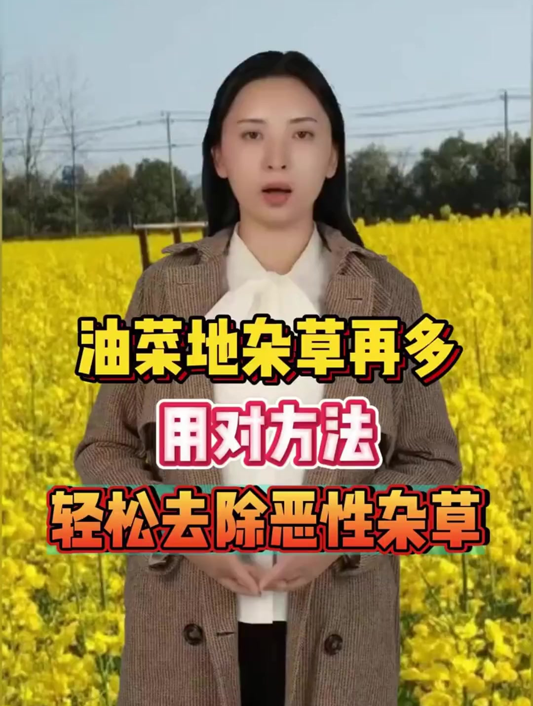 油菜地可以全田喷施的除草剂来了,打死一地草,不伤油菜苗