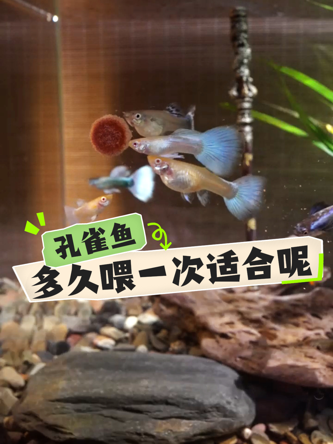 孔雀鱼多久喂一次合适呢?