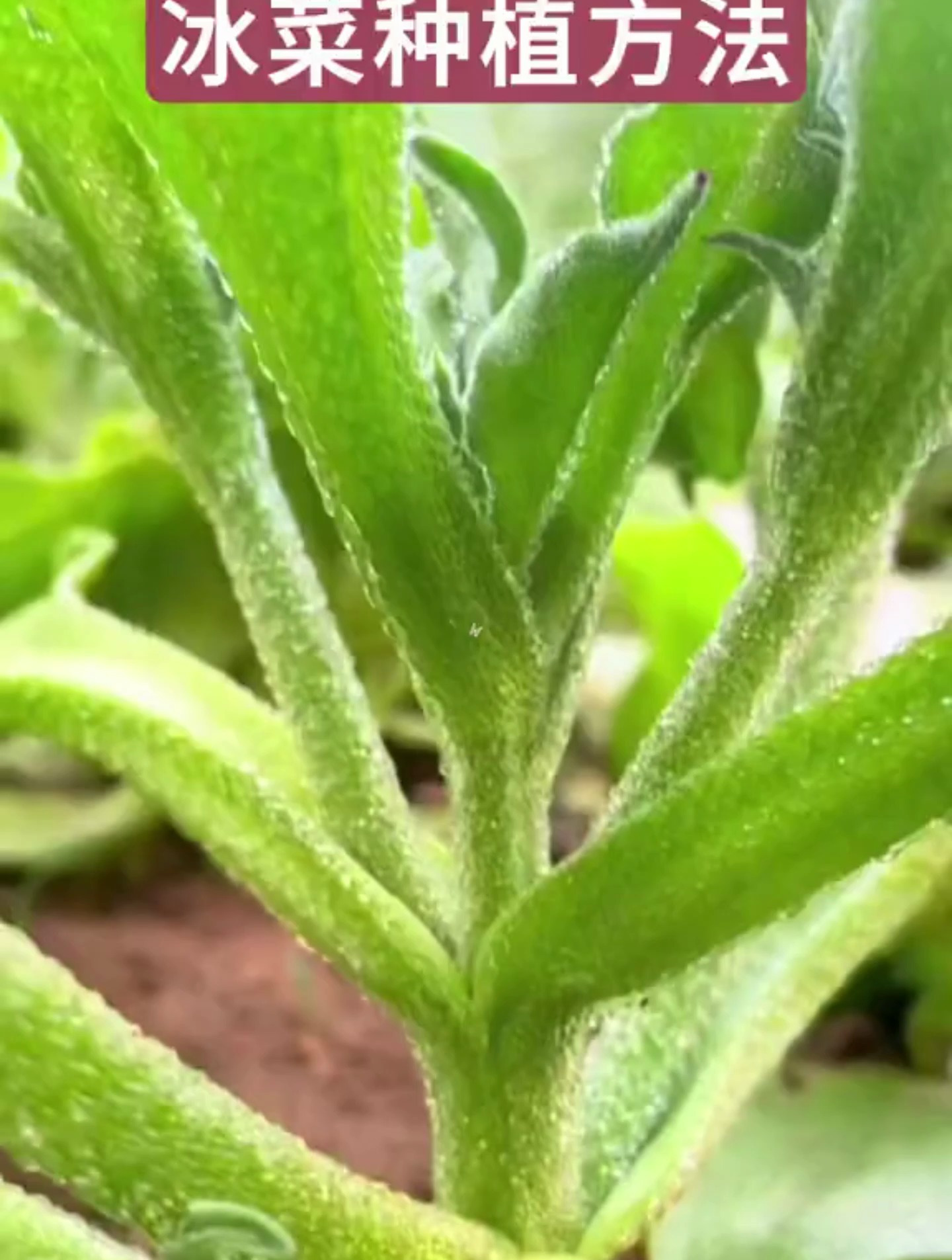 小白新手也能成功的冰菜种植方法,一颗就能摘满一盆,咔嚓脆