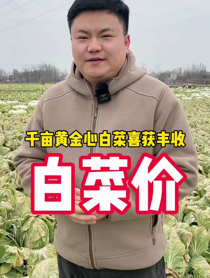 湖北千亩白菜喜获丰收,都是黄心菜心,真正的白菜价