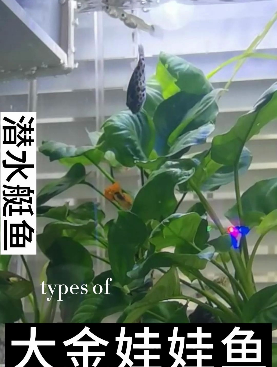 潜水艇鱼生活在热带的淡水鱼及汽水域底层,又叫绿河豚