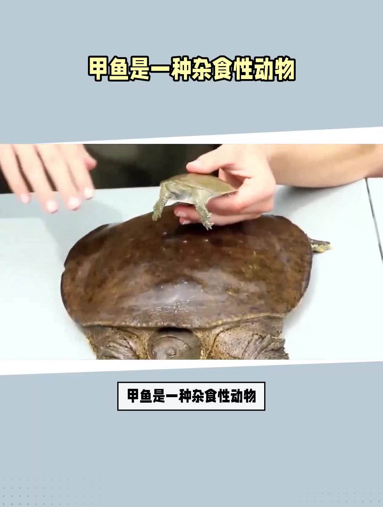 甲鱼是一种杂食性动物,甲鱼吃什么东西能养活