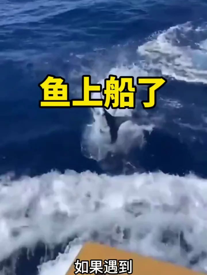 钓鱼钓到这种嘴巴尖尖的鱼得万分小心