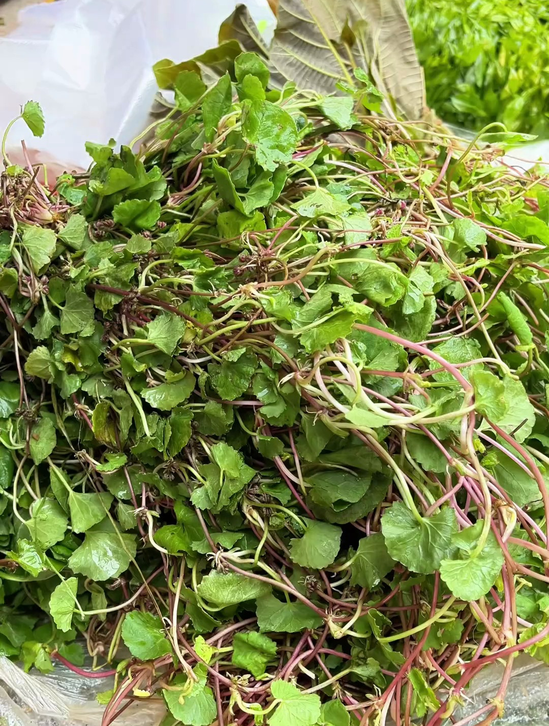 春天不能错过的20种野菜,你吃过几种呢?