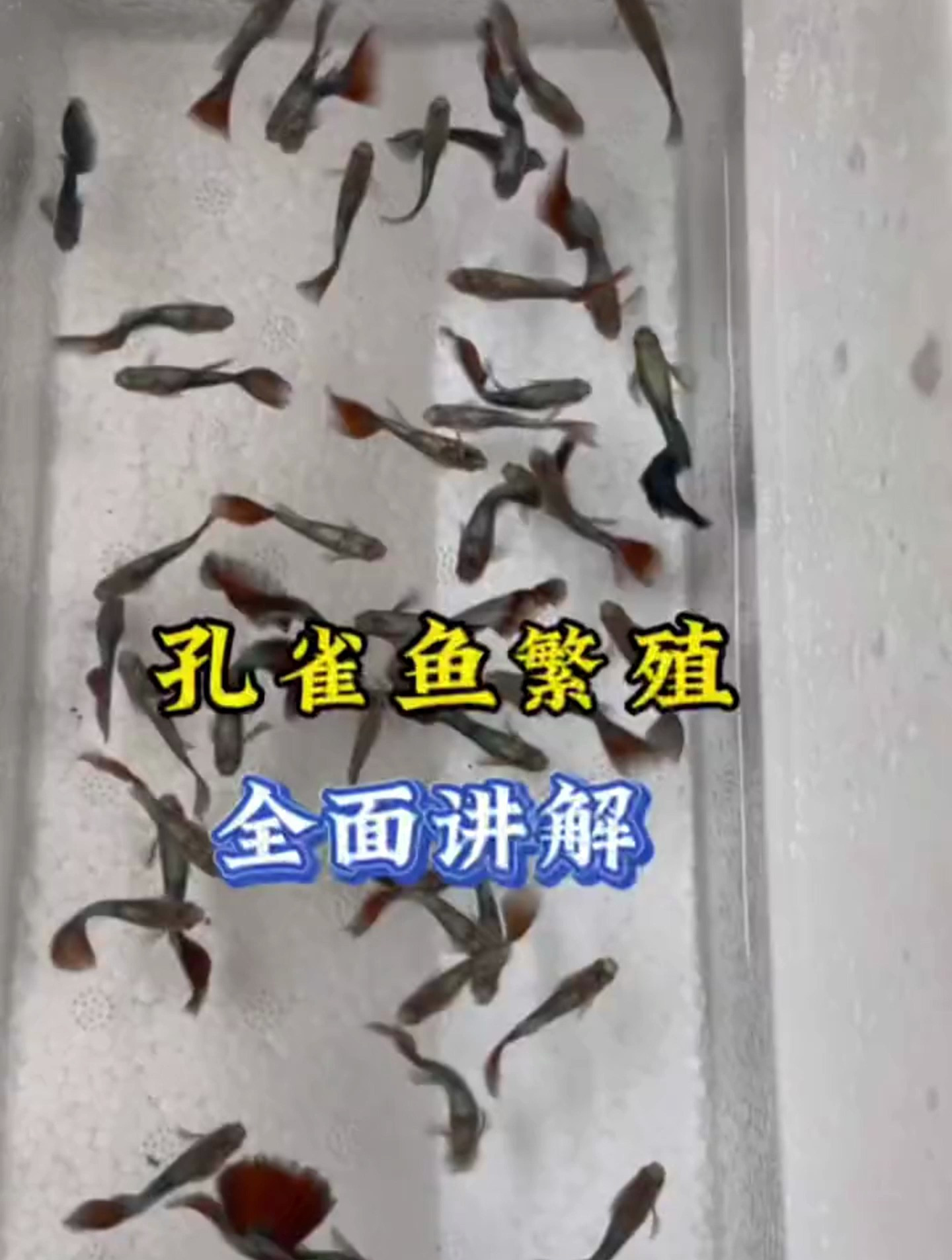 养孔雀鱼就是为了繁殖小鱼