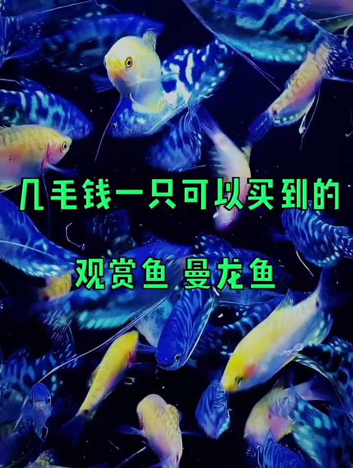 几毛钱一只可以买到的观赏鱼,曼龙鱼