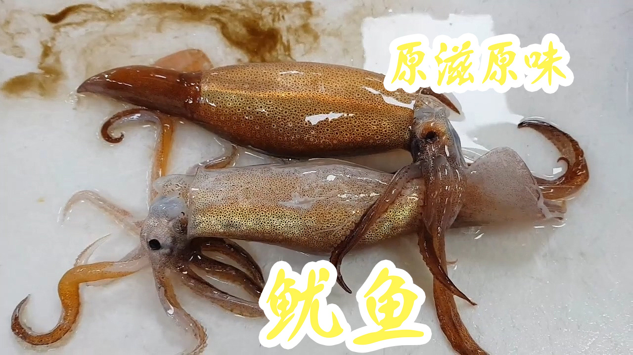 活鱿鱼最地道的吃法,原滋原味的鲜甜!