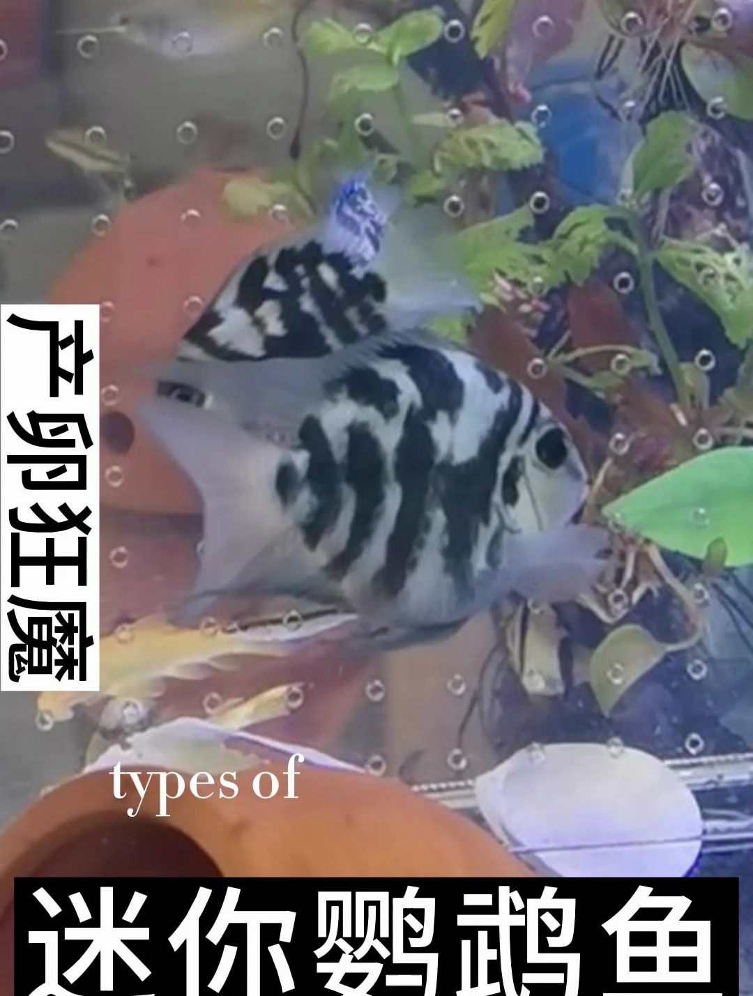 一月一窝繁殖超勤快的迷你鹦鹉你喜欢么?迷你鹦鹉一般4-5年左右