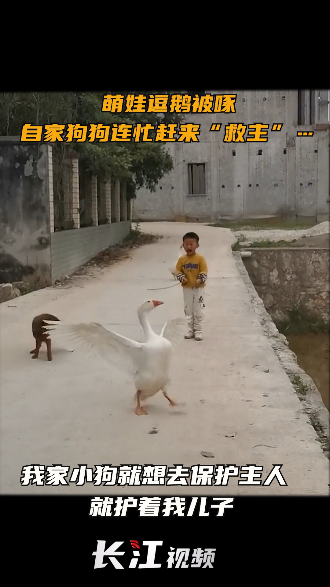 4月1日,湖南一 萌娃 挑战鹅失败被啄,自己狗狗看到后连忙赶来帮忙……好气又好笑!