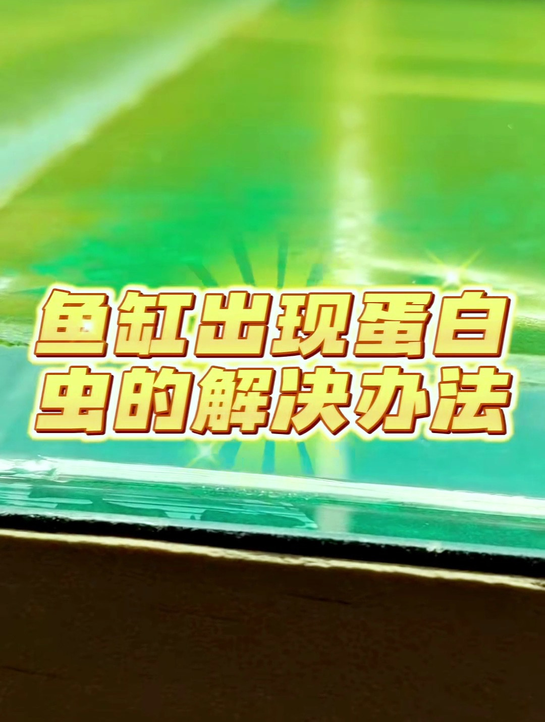 鱼缸出现蛋白虫怎么办?这个视频教你解决!