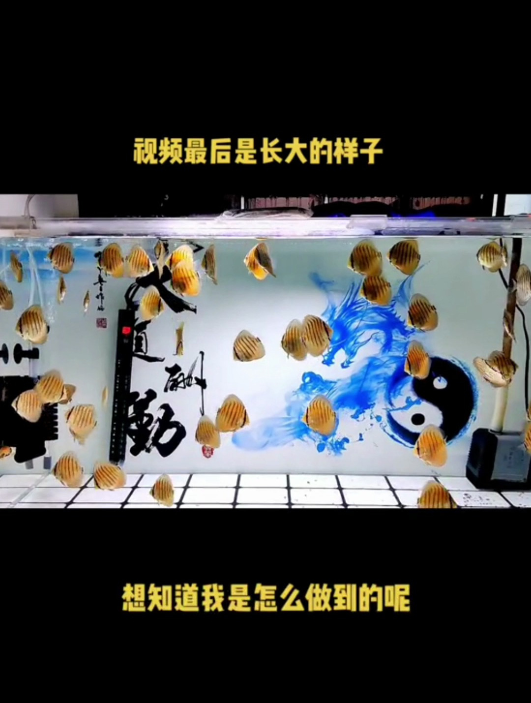 七彩神仙鱼鱼苗想长得快、长得圆该怎么办?看完视频你就明白了~