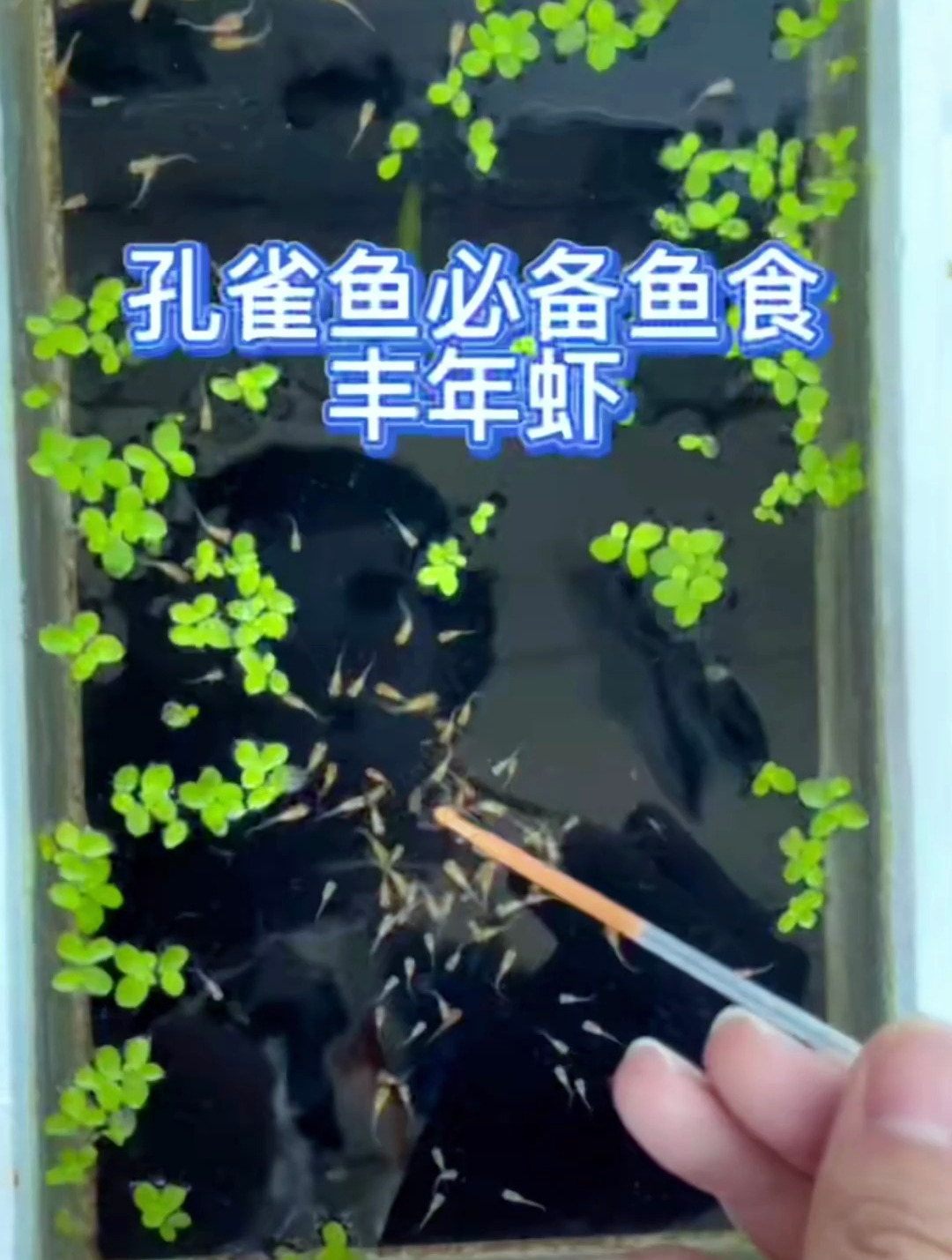 该如何给孔雀鱼喂食?孔雀鱼吃什么才能快速长大?用这个!