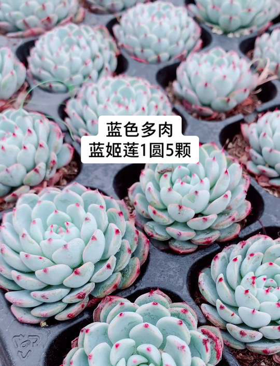 蓝姬莲,这名字听着挺美的,其实就是蓝石莲,一种多肉植物,长得特好看