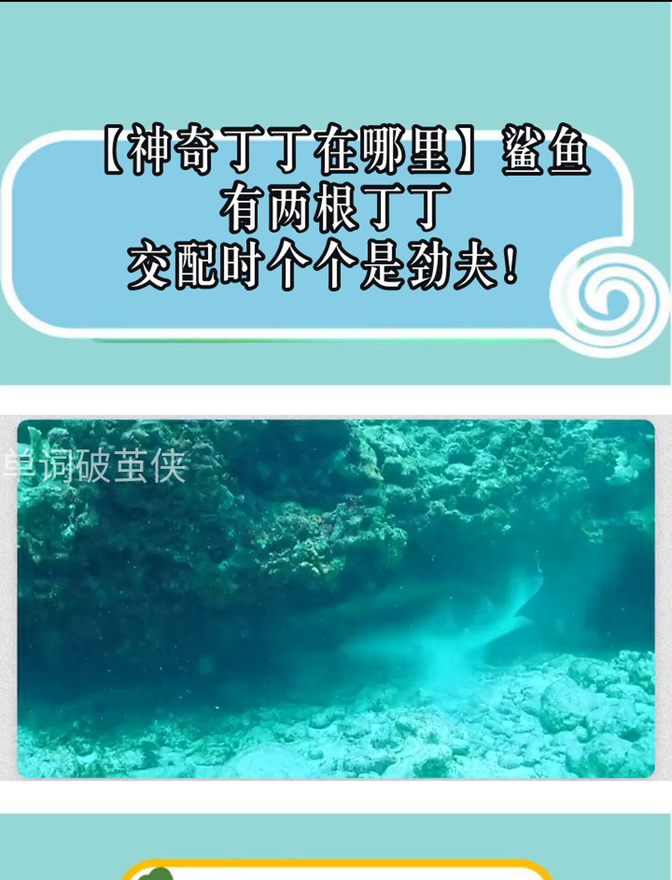 「神奇丁丁在哪里」鲨鱼有两根丁丁,交配时个个是劲夫!