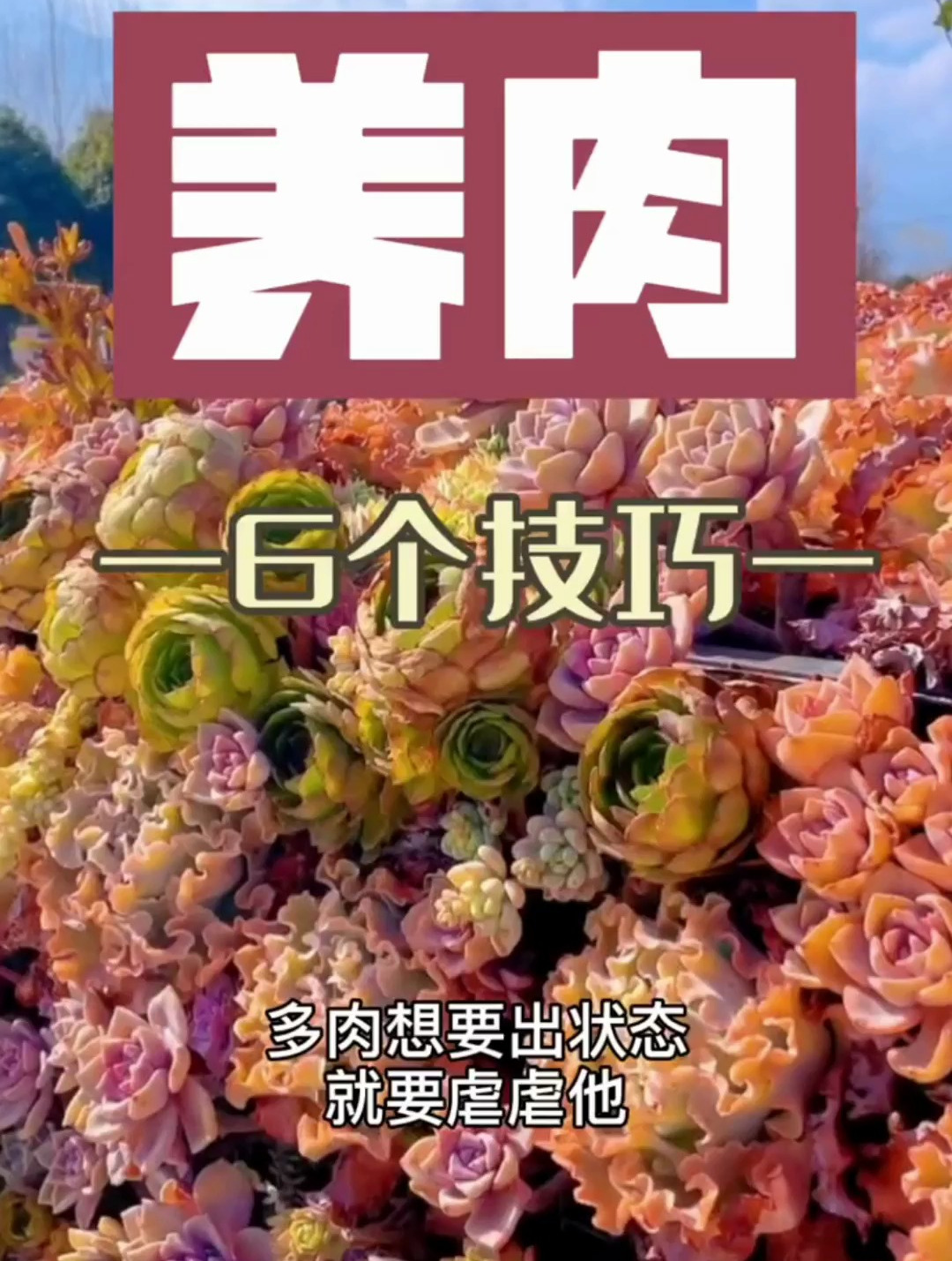 多肉植物的养护技巧?学会这6个技巧,多肉养不好都难!快来看看