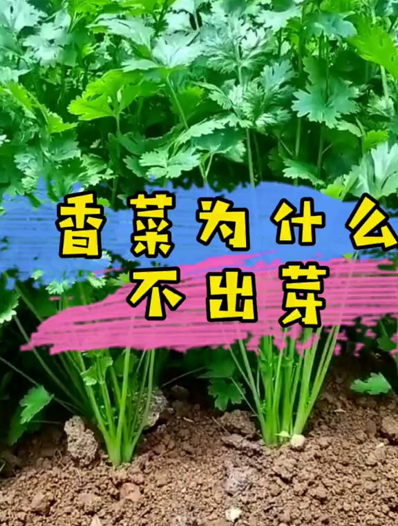 香菜出不出芽,你选对种植温度了吗?