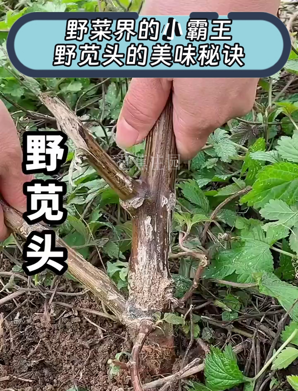 野菜界的小霸王,野苋头的美味秘诀