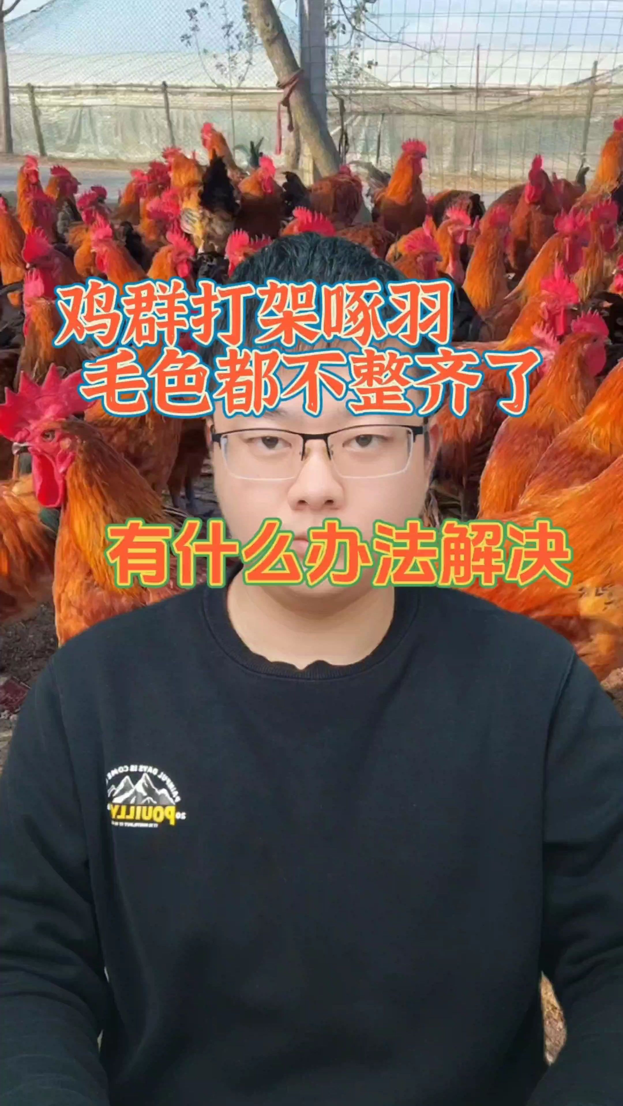 鸡群打架啄毛一招解决 鸡群打架啄毛是什么原因