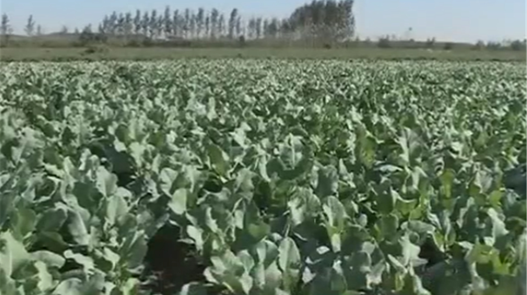 青梗花椰菜的花球刚开始膨大时 需施一次氮肥 每亩施20千克尿素