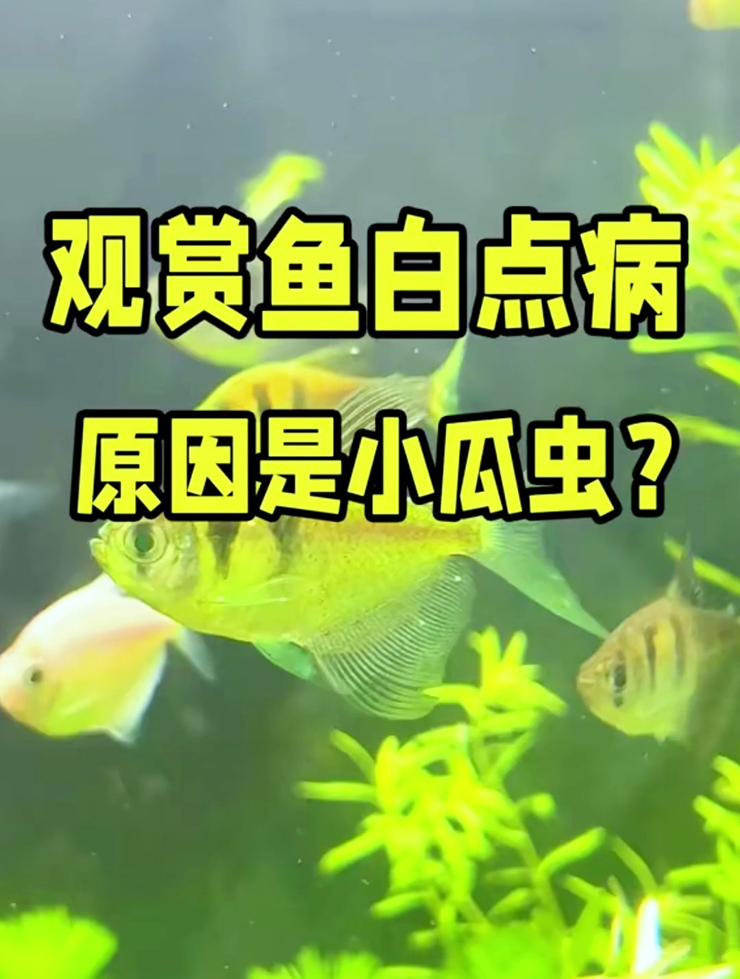 观赏鱼白点病的病原体是什么你知道吗?其实白点还是很好治疗的!
