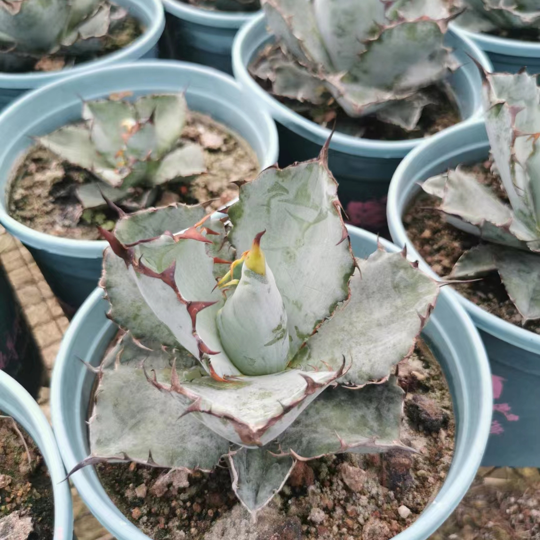 多肉植物的繁育天堂:专业基地的骄傲