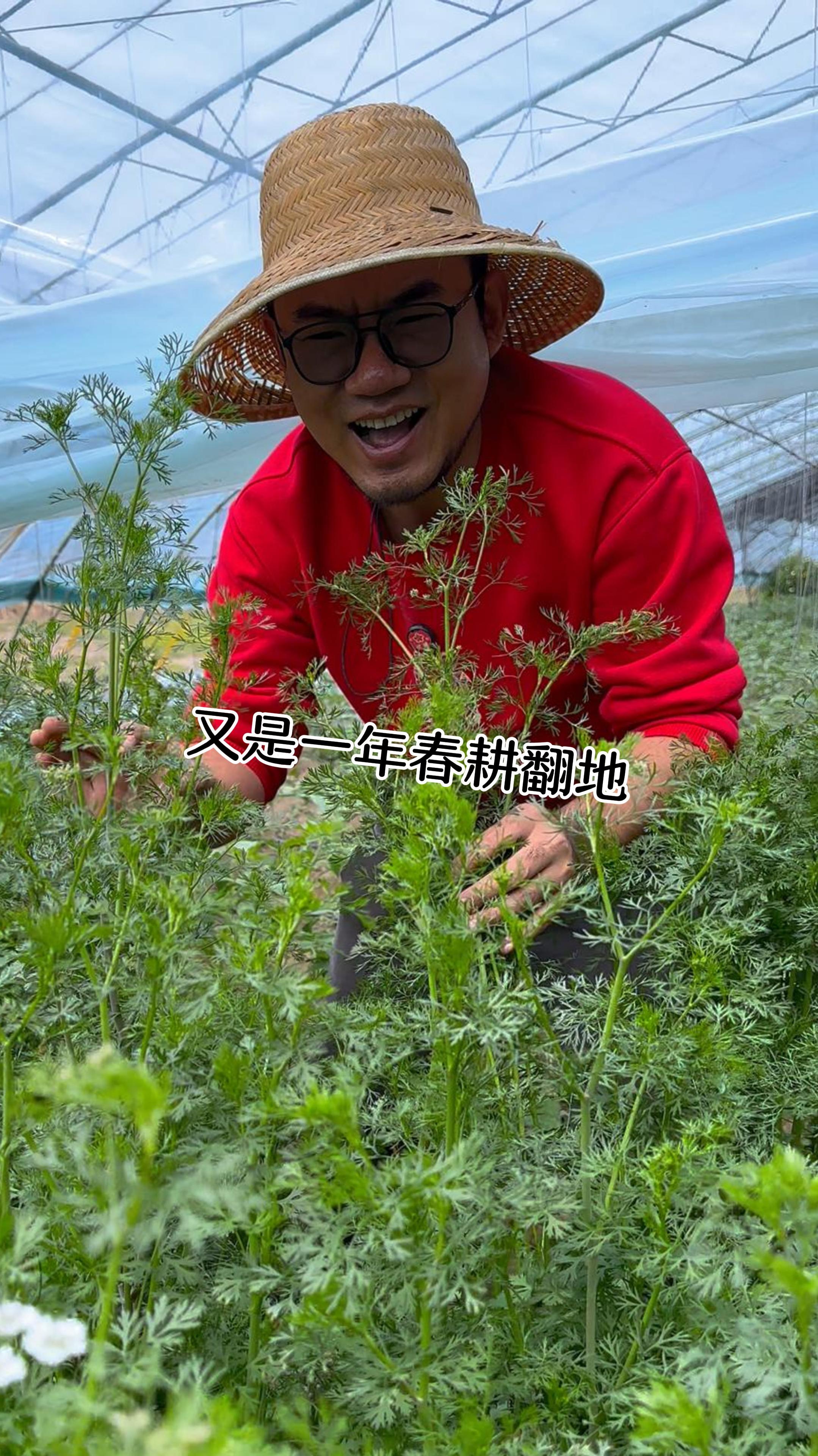 我看谁还想来农村,辛辛苦苦种植一个多月的菜又要罢园子了