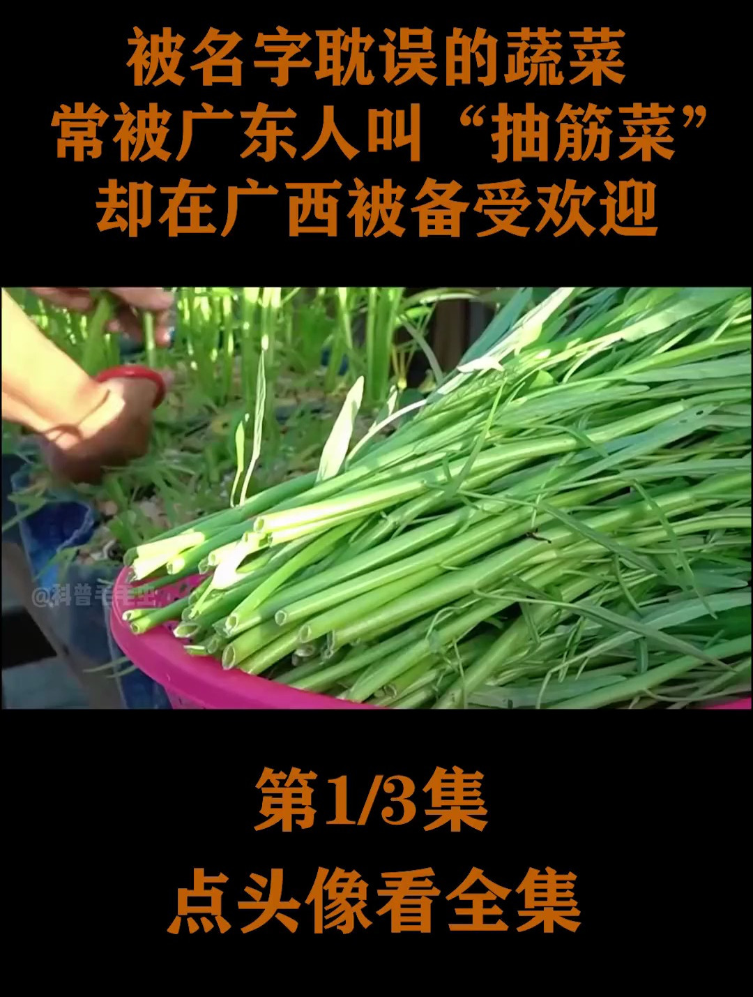 被名字耽误的蔬菜 常被广东人叫 抽筋菜 却在广西被备受欢迎