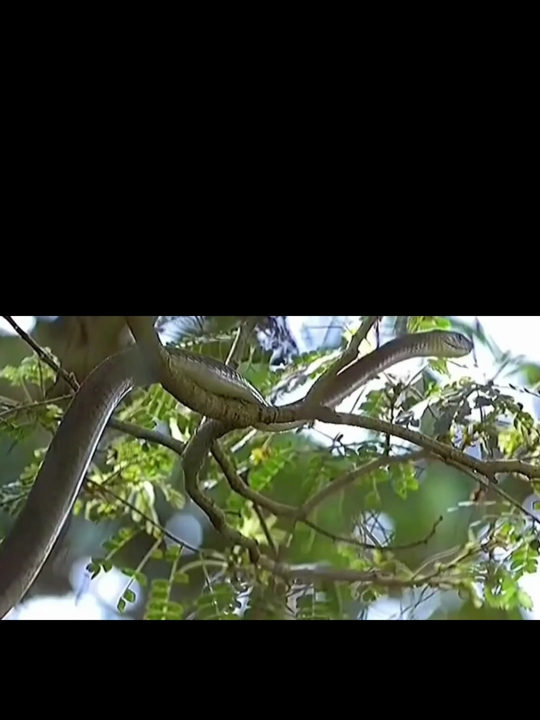 传说中的鸡冠蛇真的存在吗?不仅有毒还会飞,比眼镜蛇还强!