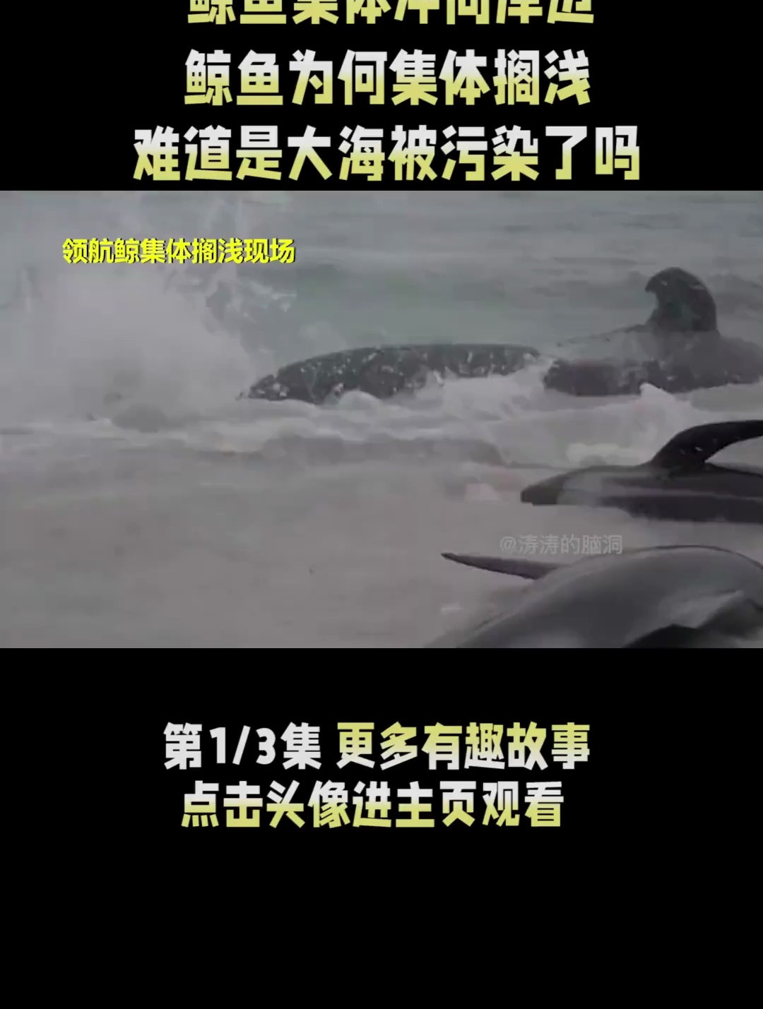 鲸鱼集体冲向岸边 鲸鱼为何集体搁浅 难道是大海被污染了吗