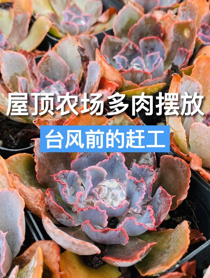 台风前的多肉移植,下期视频我们会分享台风期间雨中的多肉~