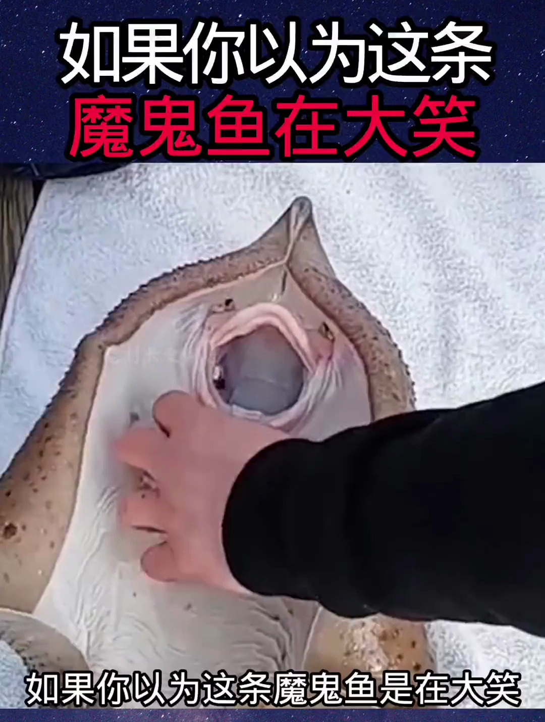 魔鬼鱼的冷知识