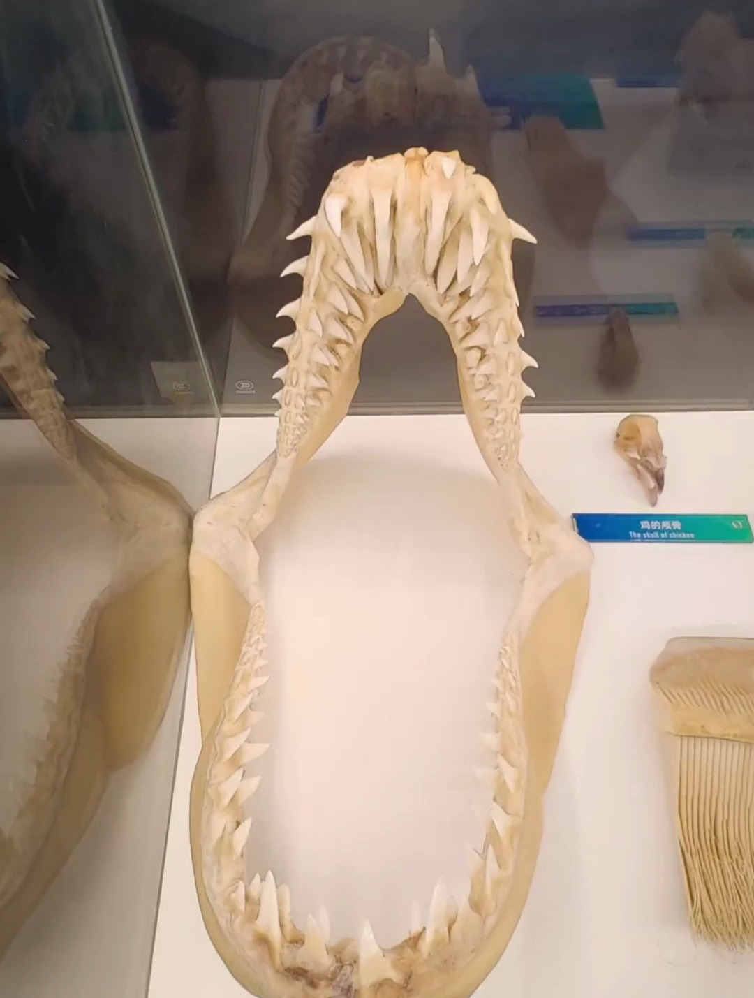 鲨鱼的牙齿有多凶猛!