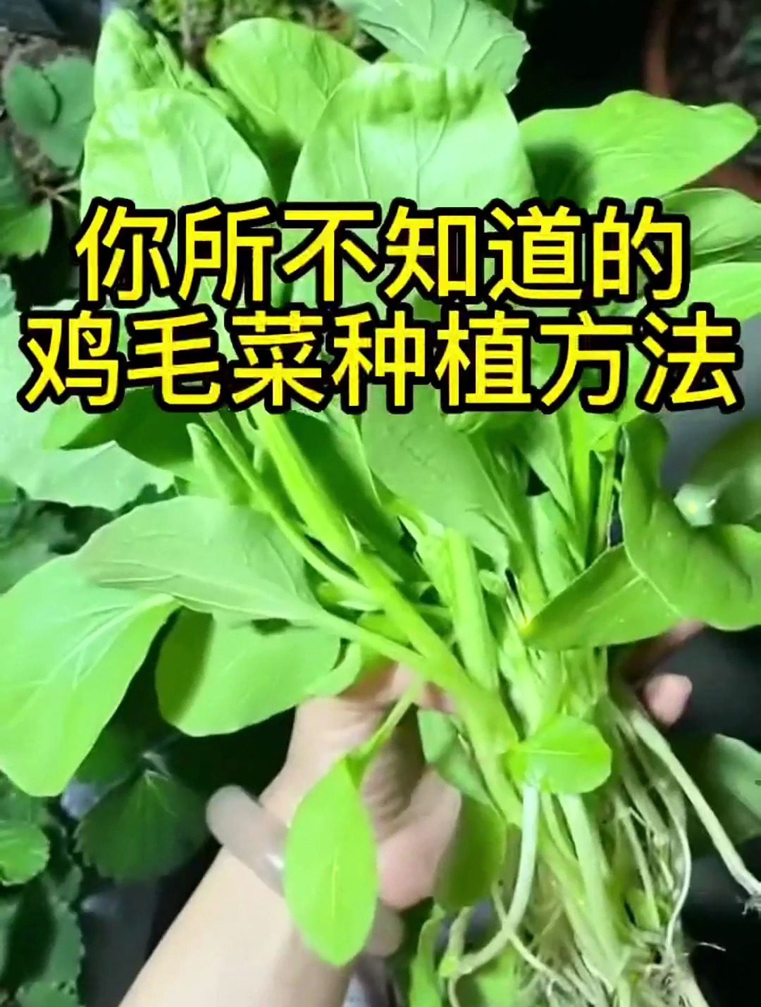 婆婆种的鸡毛菜,全村人都羡慕,只因生长期做好了“肥水管理”!