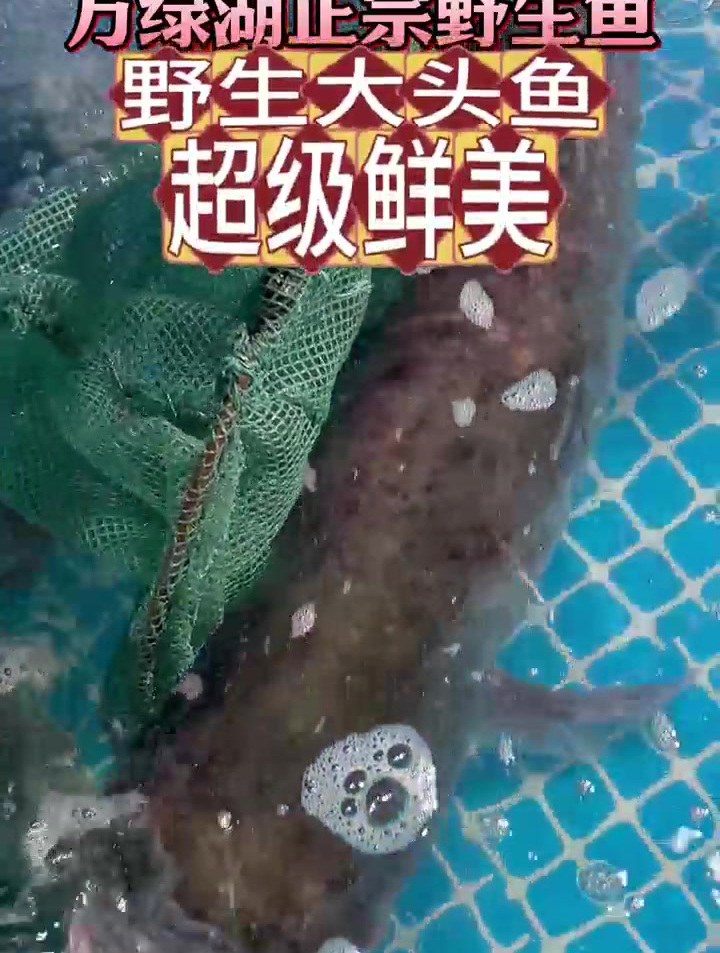 靓货大头鱼 可以一条鱼多种吃法