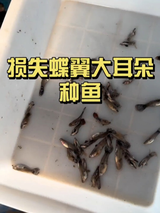 损失蝶翼大耳朵种鱼三农养殖基地三农流量扶持计划养鱼日记养鱼