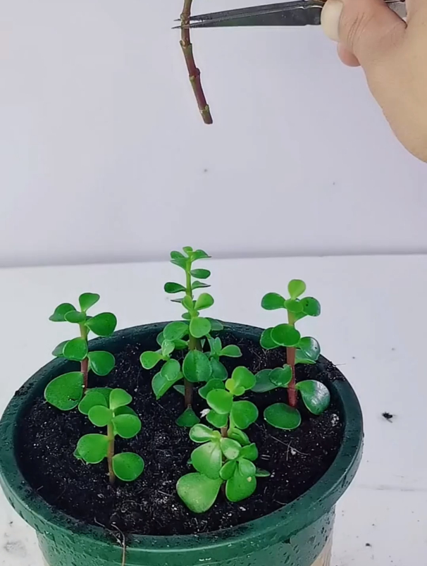 金枝玉叶最常见的繁殖方法是剪枝扦插,今天分享一下扦插方法