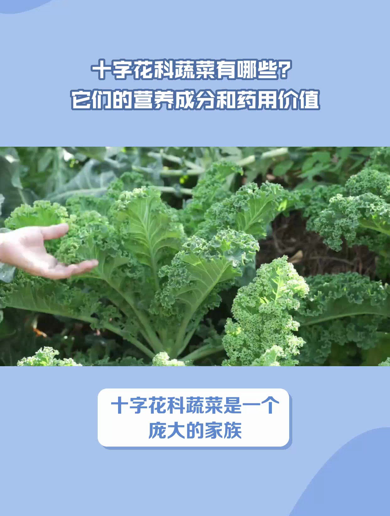 十字花科蔬菜有哪些?它们有什么营养价值?